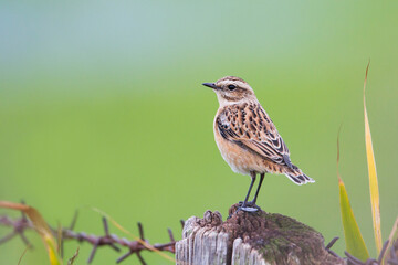 Paapje, Whinchat, Saxicola rubetra