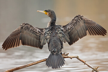 A great cormorant (Phalacrocorax carbo) drying its wings after a swim at a lake. - obrazy, fototapety, plakaty