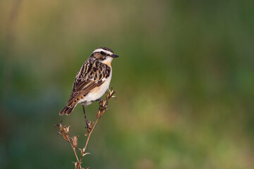 Paapje, Whinchat, Saxicola rubetra