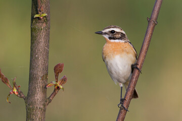 Paapje, Whinchat, Saxicola rubetra