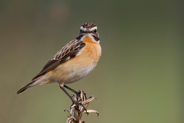 Paapje, Whinchat, Saxicola rubetra