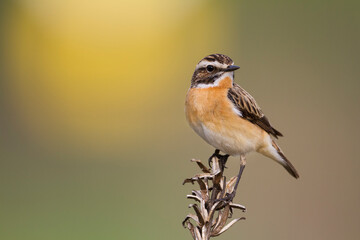 Paapje, Whinchat, Saxicola rubetra