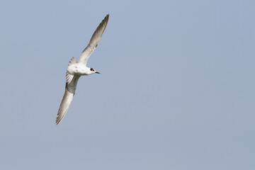 Witwangstern, Whiskered Tern, Chlidonias hybrida hybrida