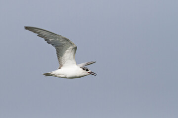 Witwangstern, Whiskered Tern, Chlidonias hybrida hybrida
