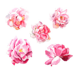 Watercolor flowers. Set of different pink roses. Watercolor illustration