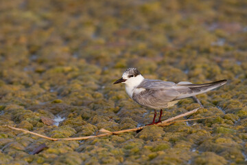 Witwangstern, Whiskered Tern, Chlidonias hybrida hybrida