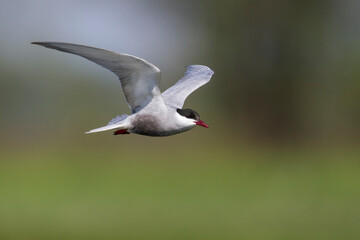 Witwangstern, Whiskered Tern, Chlidonias hybrida