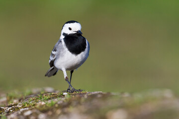 Fototapeta premium Witte kwikstaart, White Wagtail, Motacilla alba alba