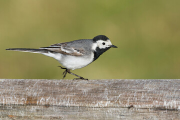 Witte kwikstaart, White Wagtail, Motacilla alba alba