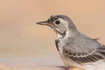 Witte Kwikstaart, White Wagtail, Motacilla alba alba