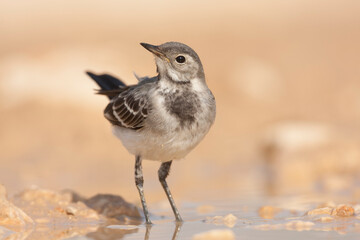 Witte Kwikstaart, White Wagtail, Motacilla alba alba