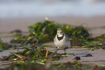 Witte kwikstaart, White Wagtail, Motacilla alba alba