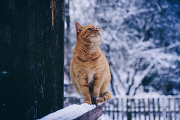cat in snow