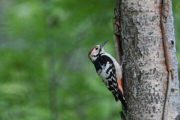 Witrugspecht, White-backed Woodpecker, Dendrocopos leucotos