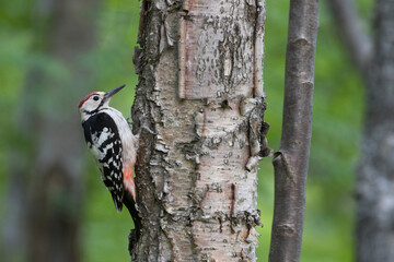 Fototapeta premium Witrugspecht, White-backed Woodpecker, Dendrocopos leucotos