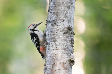 Witrugspecht, White-backed Woodpecker, Dendrocopos leucotos