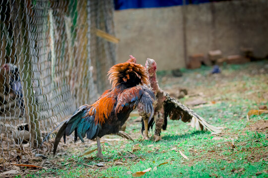 Photo of two chickens fighting each other