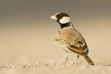 Eastern Black-crowned Sparrow-Lark, Eremopterix nigriceps melanauchen