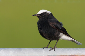 Witkruintapuit, White-crowned Wheatear, Oenanthe leucopyga leucopyga