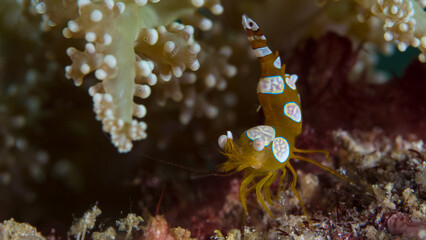 Orange and white Squat shrimp in anemone