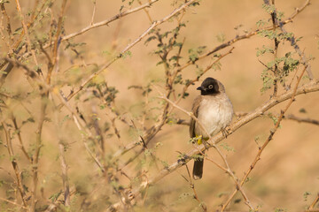 White-spectacled Bulbul, Pycnonotus xanthopygos