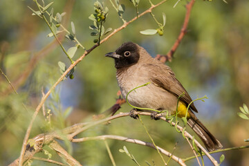 White-spectacled Bulbul, Pycnonotus xanthopygos