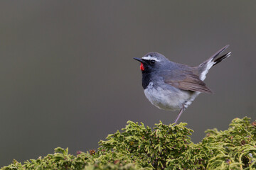 Zwartborstnachtegaal, White-tailed Rubythroat, Luscinia pectoralis ballioni