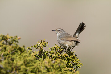 Zwartborstnachtegaal, White-tailed Rubythroat, Luscinia pectoralis ballioni