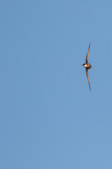 Stekelstaartgierzwaluw, White-throated Needletail, Hirundapus caudacutus