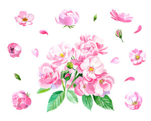 Watercolor pink flowers branch with leaves and single flowers, petals and buds around