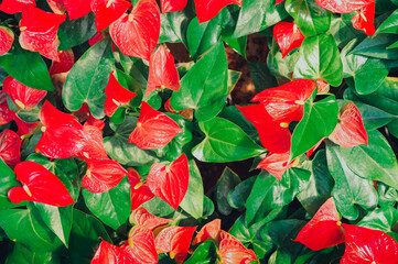 Anthurium is a red heart-shaped flower. Dark green leaves as a background make the flowers stand out beautifully.