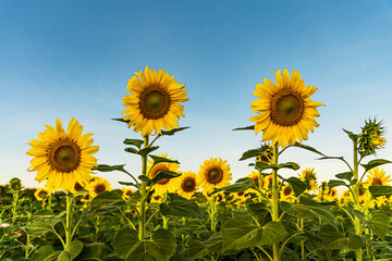 Beautiful yellow sunflower in the field against the blue sky with white clouds