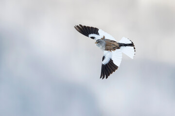 Sneeuwvink, White-winged Snowfinch, Montifringilla nivalis nivalis,