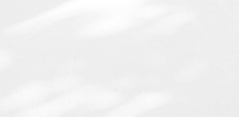 Obraz premium Abstract Shadow. blur background. gray leaves that reflect concrete walls on a white wall surface for blurred backgrounds and monochrome wallpapers.