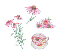 set of echinacea flowers and drink - obrazy, fototapety, plakaty