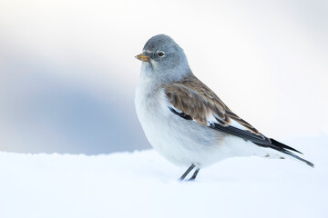 Sneeuwvink, White-winged Snowfinch, Montifringilla nivalis nivalis,
