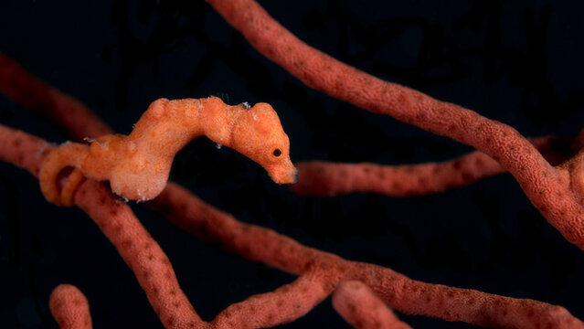 Colorful orange Denise's pygmy seahorse - Hippocampus denise