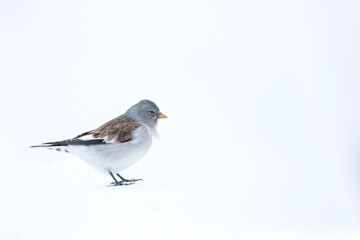 Sneeuwvink, White-winged Snowfinch, Montifringilla nivalis nivalis,