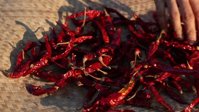 Organic red chili , chilli cayenne pepper Indian spices woman sun drying Kashmiri chilly 4K slow motion video footage Kerala India Sri Lanka. red chilly powder masala for hot spicy curry, seasoning. 