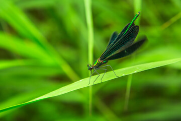물잠자리와 풀잎