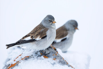Sneeuwvink, White-winged Snowfinch, Montifringilla nivalis nivalis,