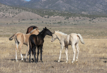 Obraz premium Wild Horse Foals in Spring in the Utah Desert