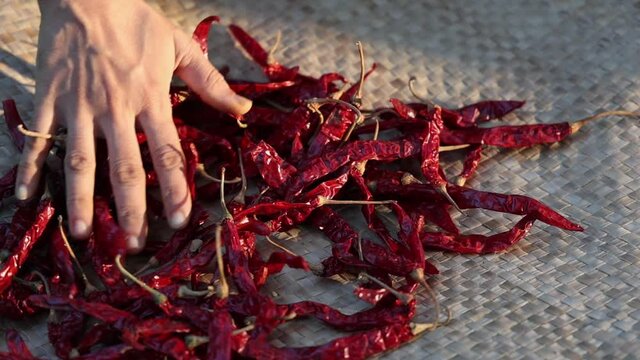 Organic red chili , chilli cayenne pepper Indian spices woman sun drying Kashmiri chilly 4K slow motion video footage Kerala India Sri Lanka. red chilly powder masala  for hot spicy curry, seasoning. 