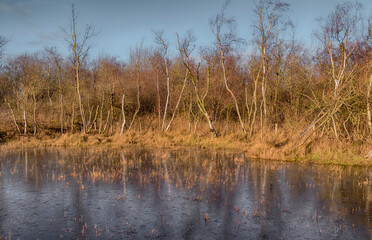 Fototapeta premium winter nature with trees and pond
