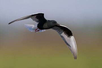 Witvleugelstern; White-winged Tern; Chlydonia leucopterus