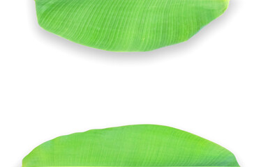 Isolated banana leaves on white background. green leaf background. close up of green leaf