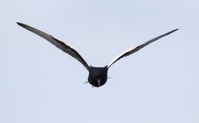 Witvleugelstern, White-winged Tern, Chlidonias leucopterus