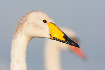 Wilde Zwaan, Whooper Swan, Cygnus cygnus © AGAMI