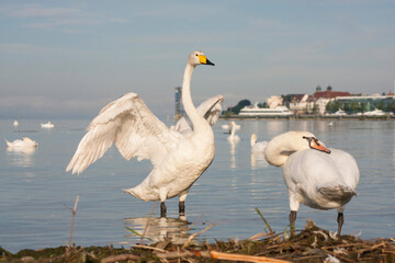 Wilde Zwaan, Whooper Swan, Cygnus cygnus