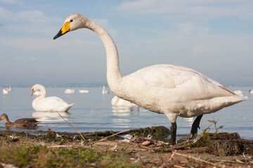 Wilde Zwaan, Whooper Swan, Cygnus cygnus